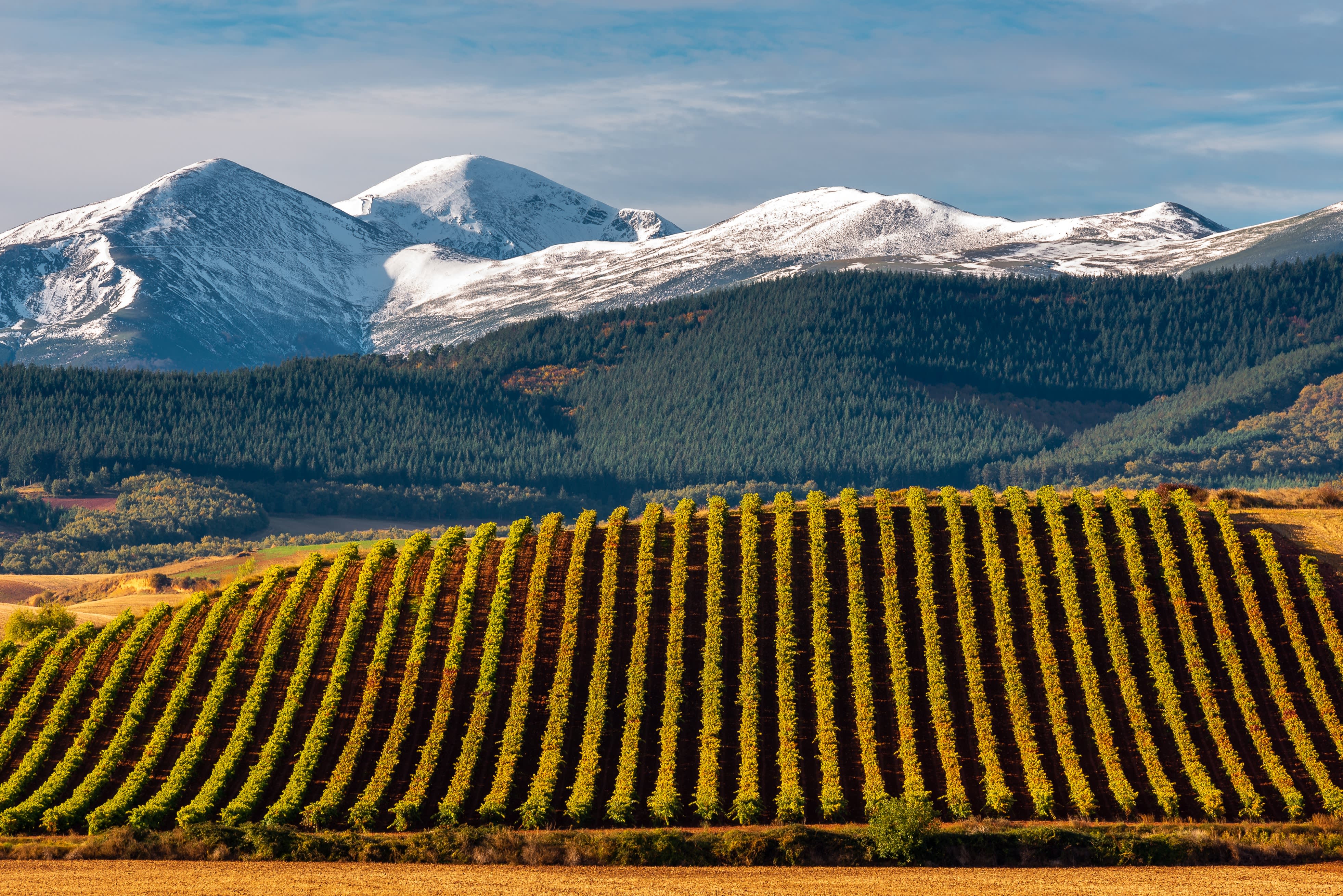 Your Guide to Europe’s Best Wine Regions