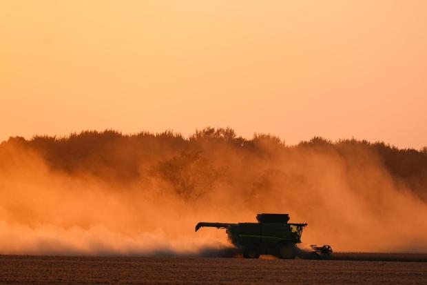 FILE - Soybeans are harvested on the Warpup Farm in Warren, Ind., Sept. 17, 2025. (AP Photo/Michael Conroy, File)