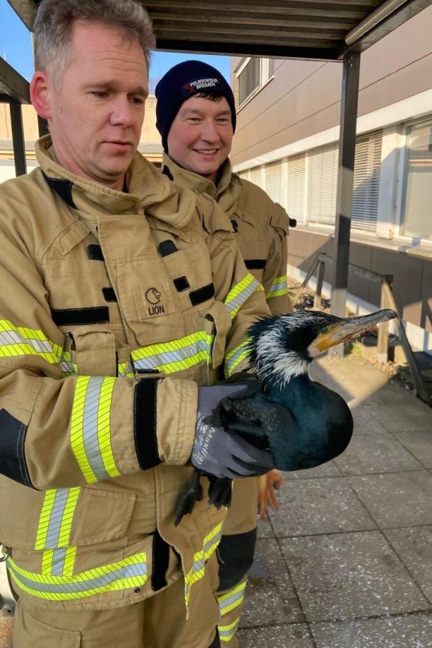 A firefighter from the Bremen Fire Department holds an injured cormorant that had pecking at the door of an emergency room at a hospital in Bremen, Germany, Sunday, Feb. 15, 2026. (Feuerwehr Bremen/ DPA via AP)