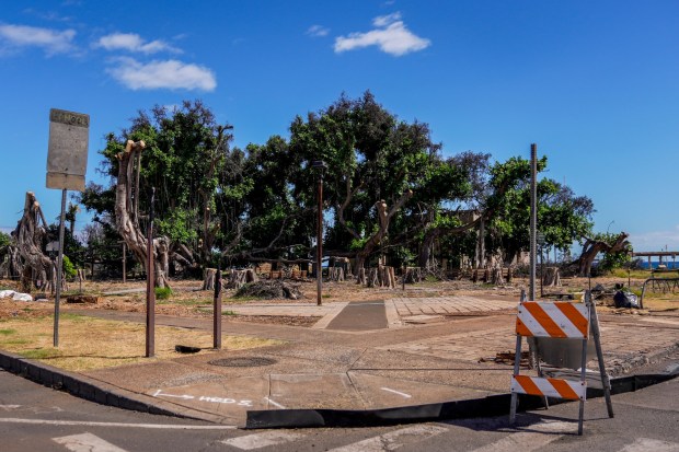 FILE - The 150-year-old banyan tree, damaged by 2023 wildfires, is seen with new growth in Lahaina, Hawaii, on Saturday, July 6, 2024. (AP Photo/Lindsey Wasson, File)