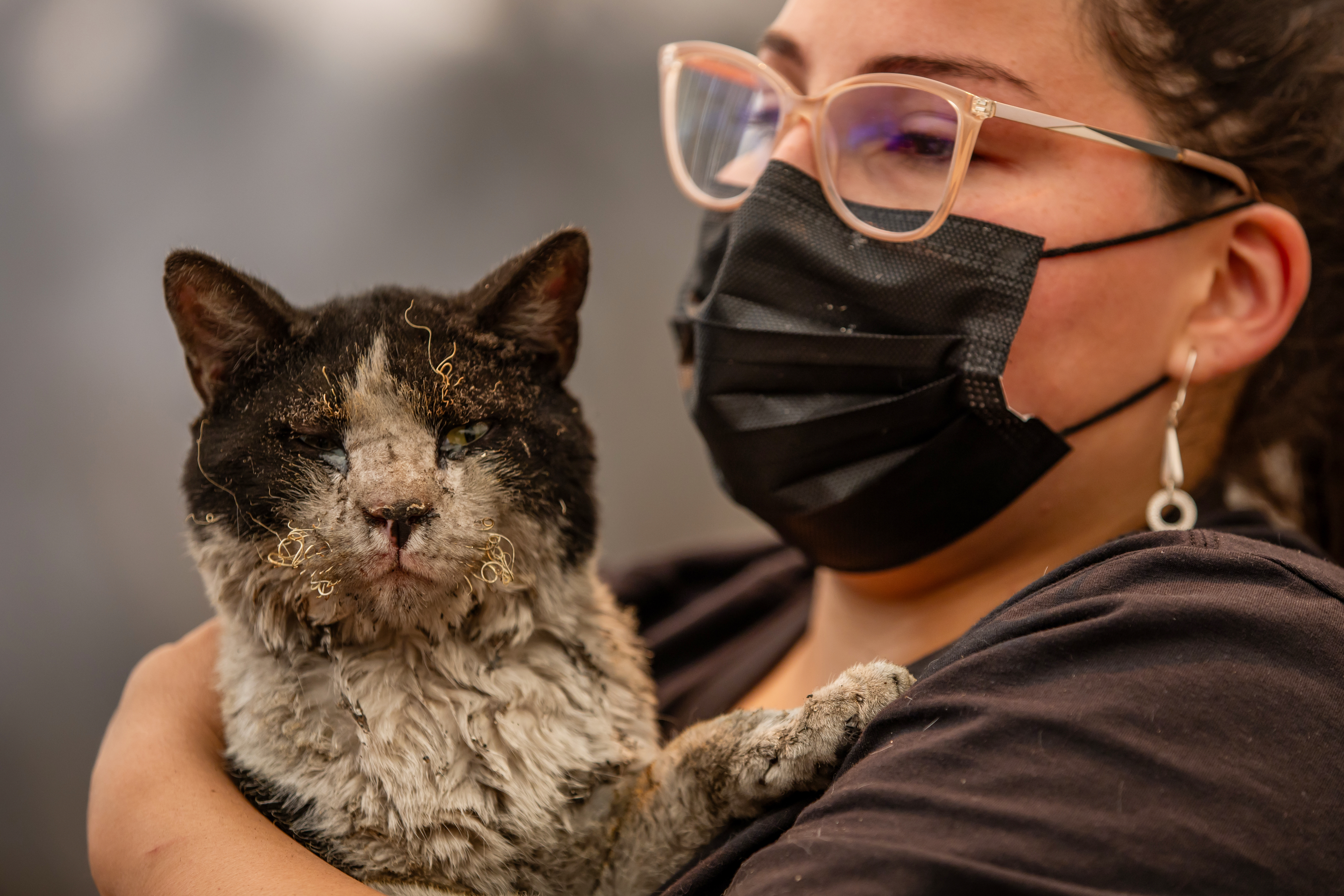 A woman holds a cat rescued after wildfires swept through...