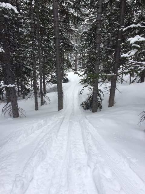 Skiing deep into the trees like this is seductive, but don't go alone. (Moira McCarthy photo)