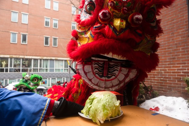 Lion dancers inspect offerings of oranges and cabbage placed outside a Chinatown storefront. (Libby O'Neill/Boston Herald)