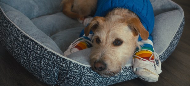 Gus the Dog stars in "Merv." (Photo courtesy Prime)