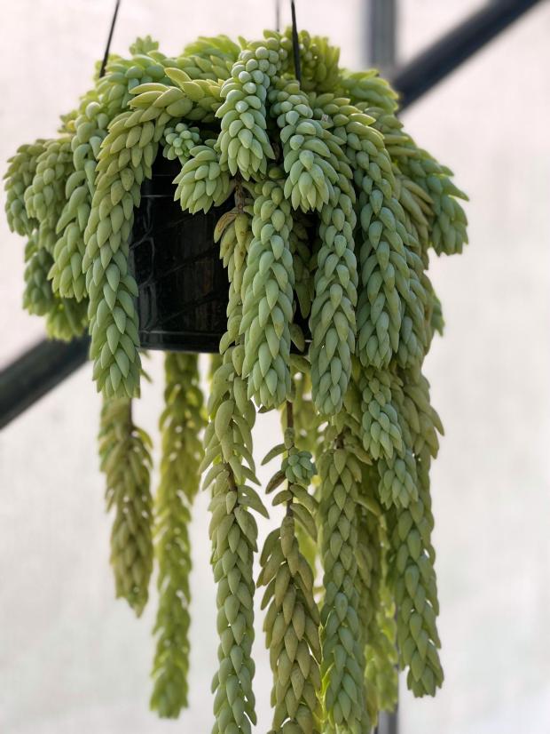 A burro's tail plant appears in New Paltz, N.Y. on Feb. 28, 2022. (Jessica Damiano via AP)