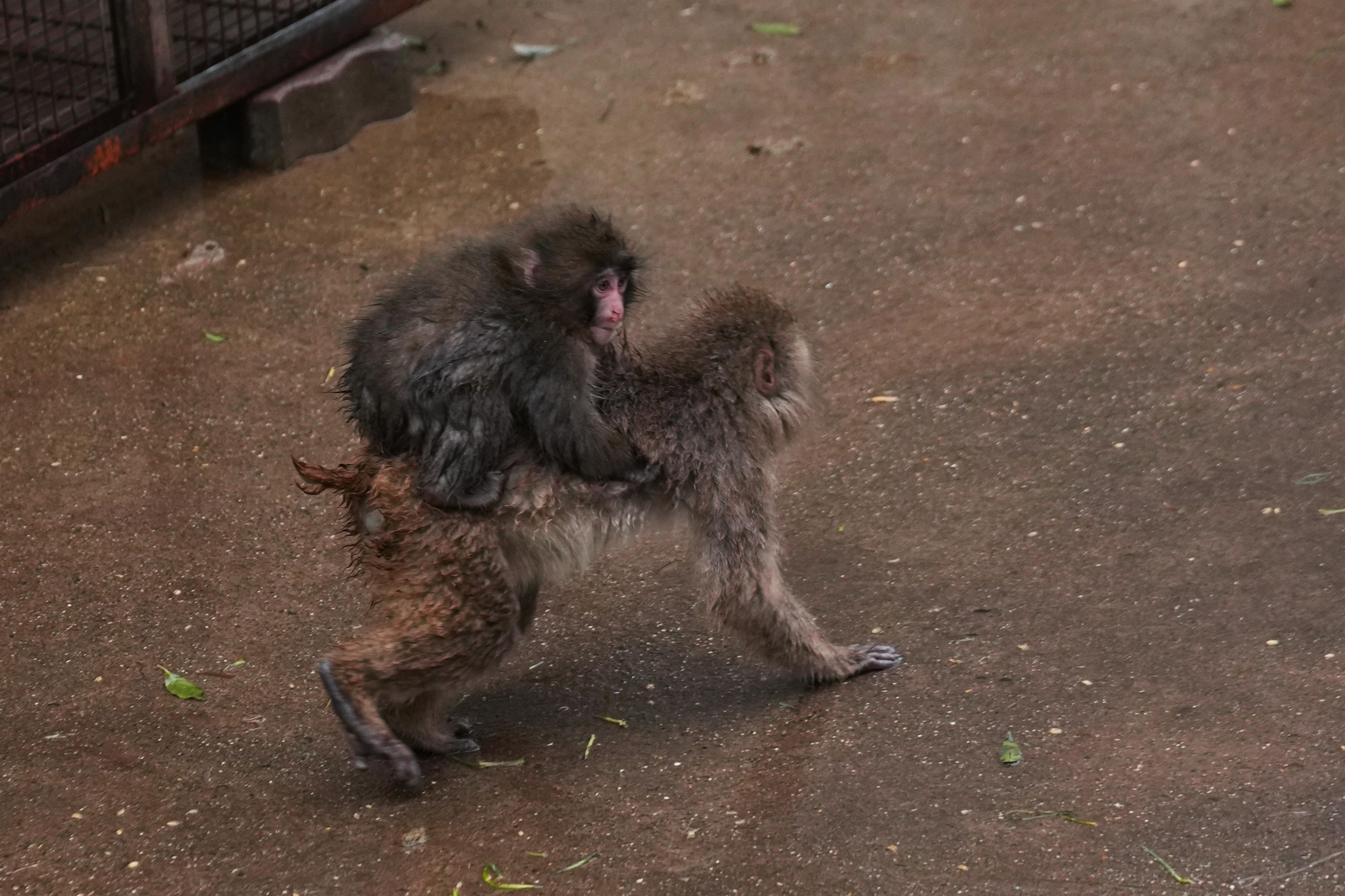 Punch, a Japanese macaque born on July 26, 2025, climbs...