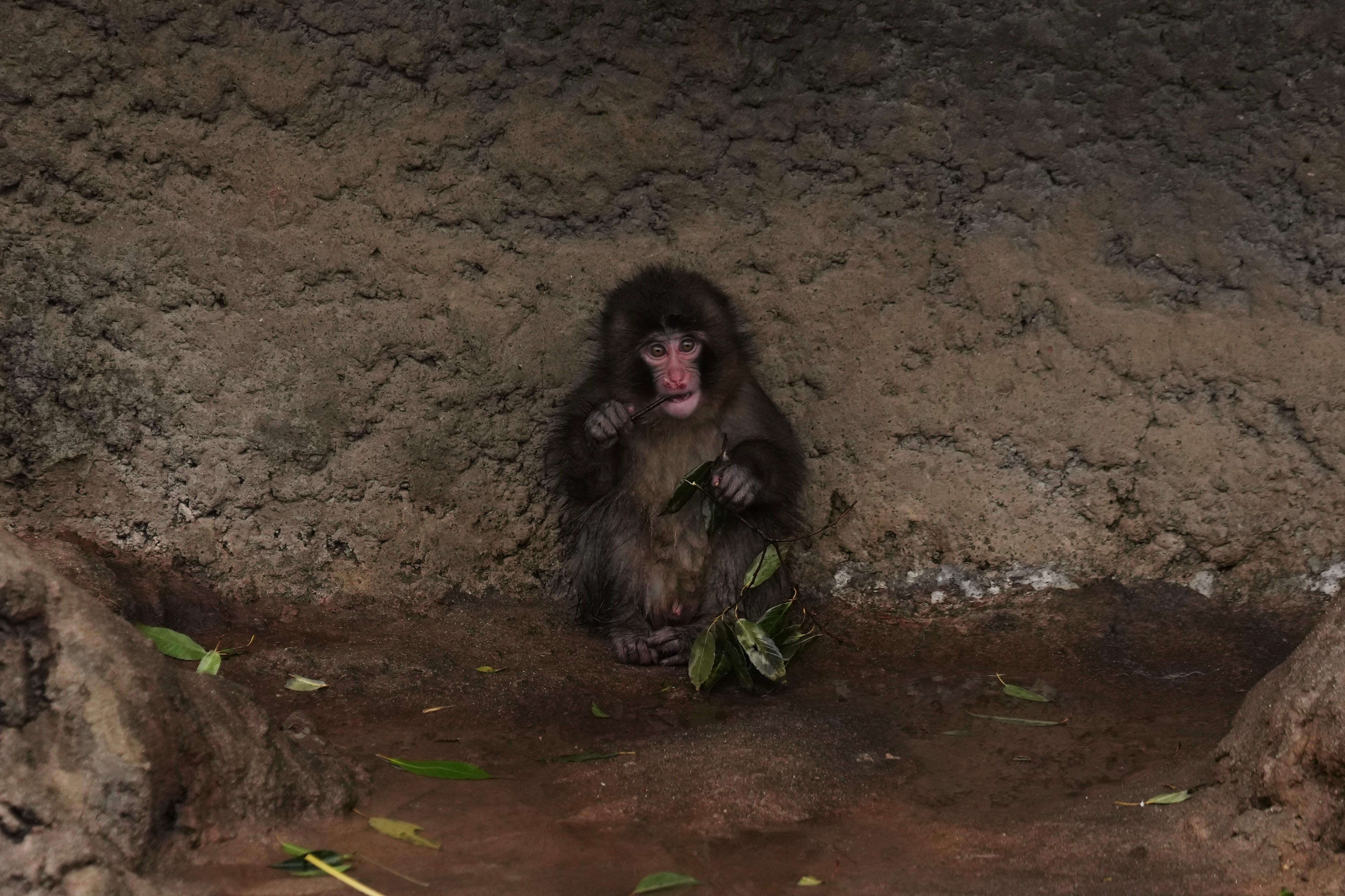 Punch, a Japanese macaque born on July 26, 2025, eats...