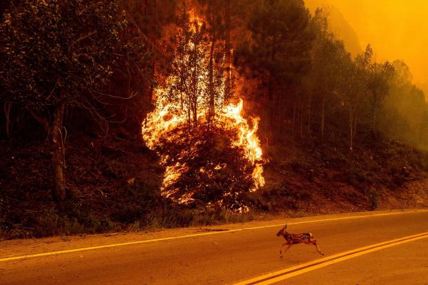 A fawn sprints across a road as the Sugar Fire, part of the Beckwourth Complex Fire, burns in Plumas National Forest