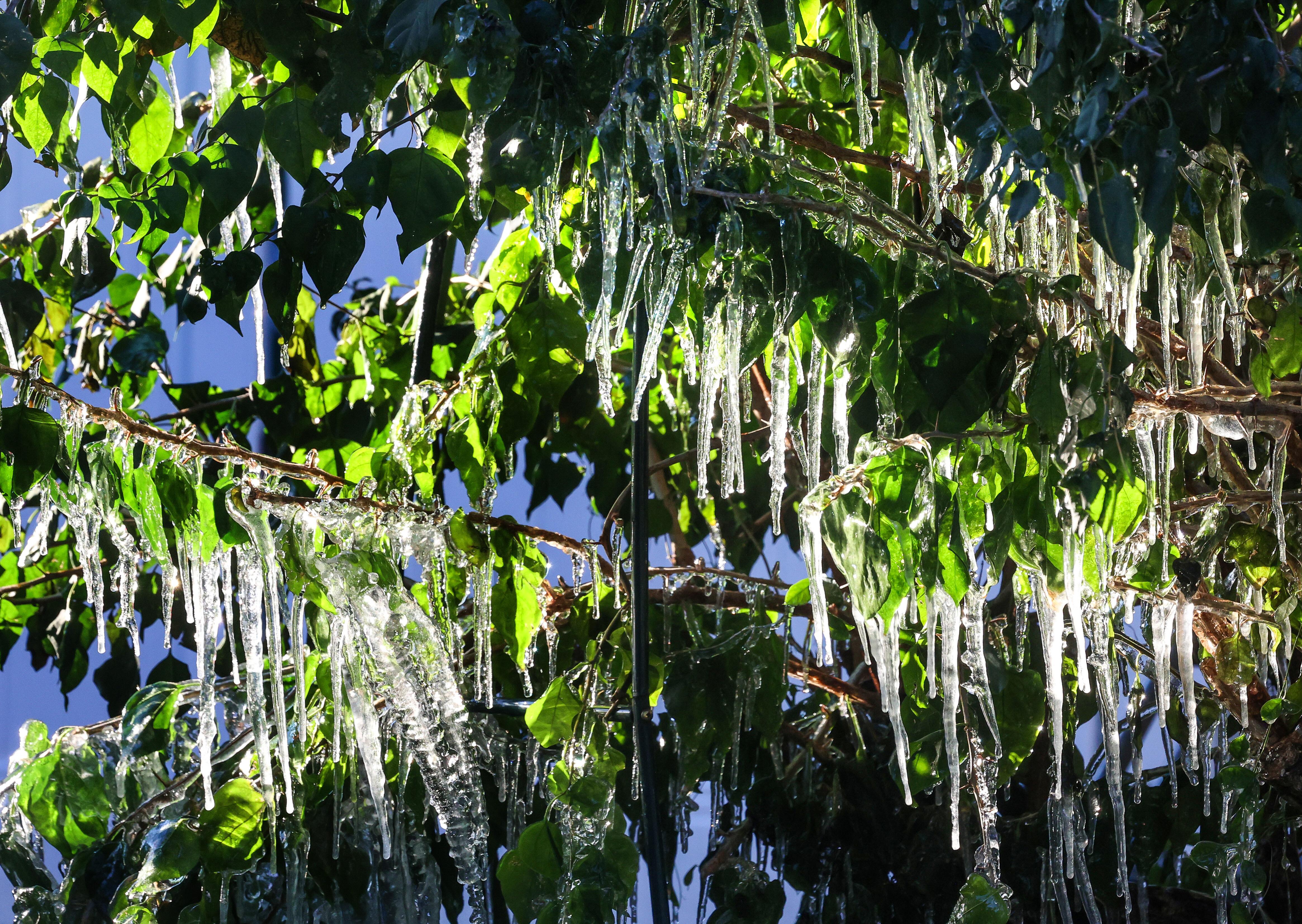 Icicles hang off a freeze-damaged bougainvillea in Maitland, Fla., early...