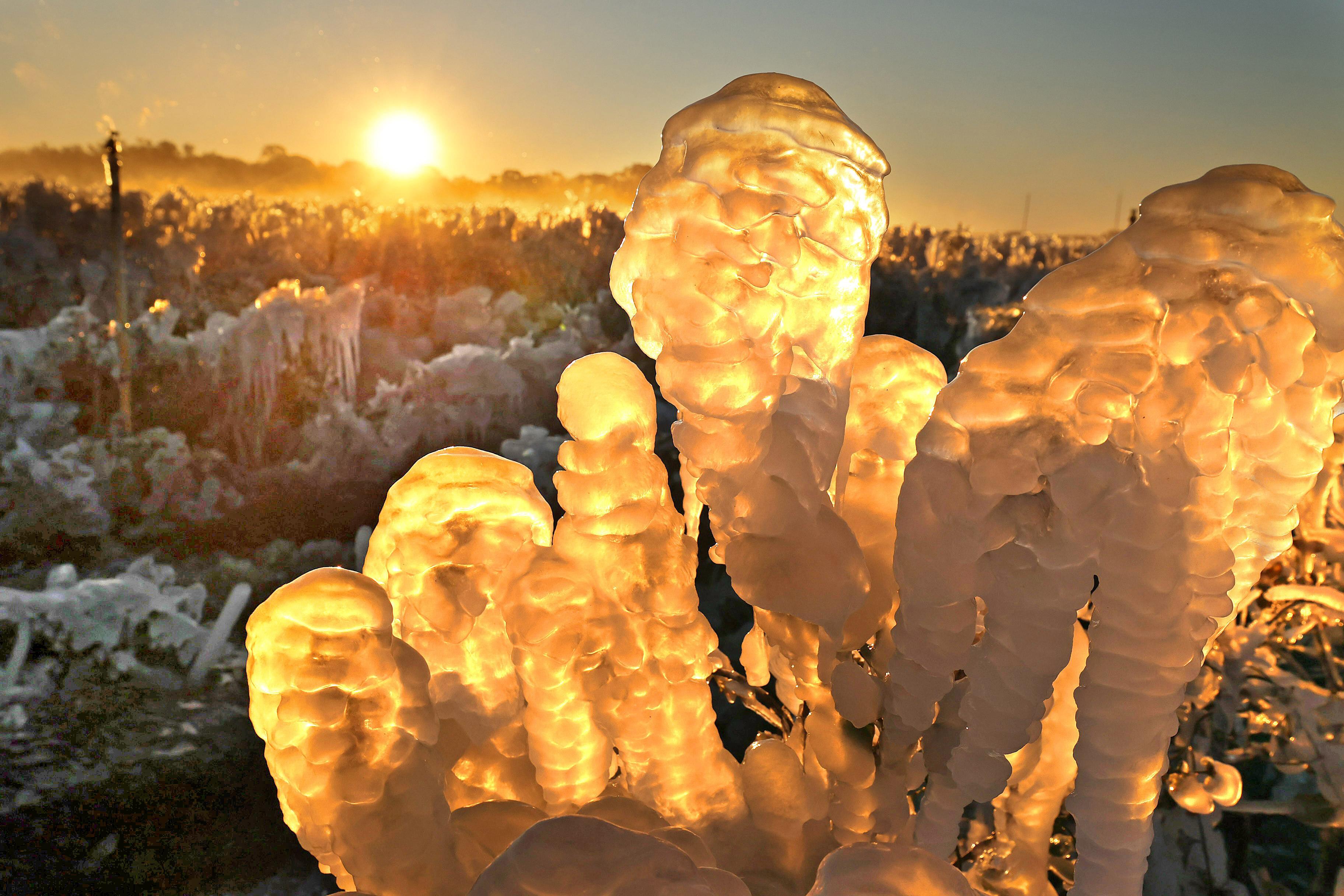 Blueberry plants are covered in ice, with the temperature at...