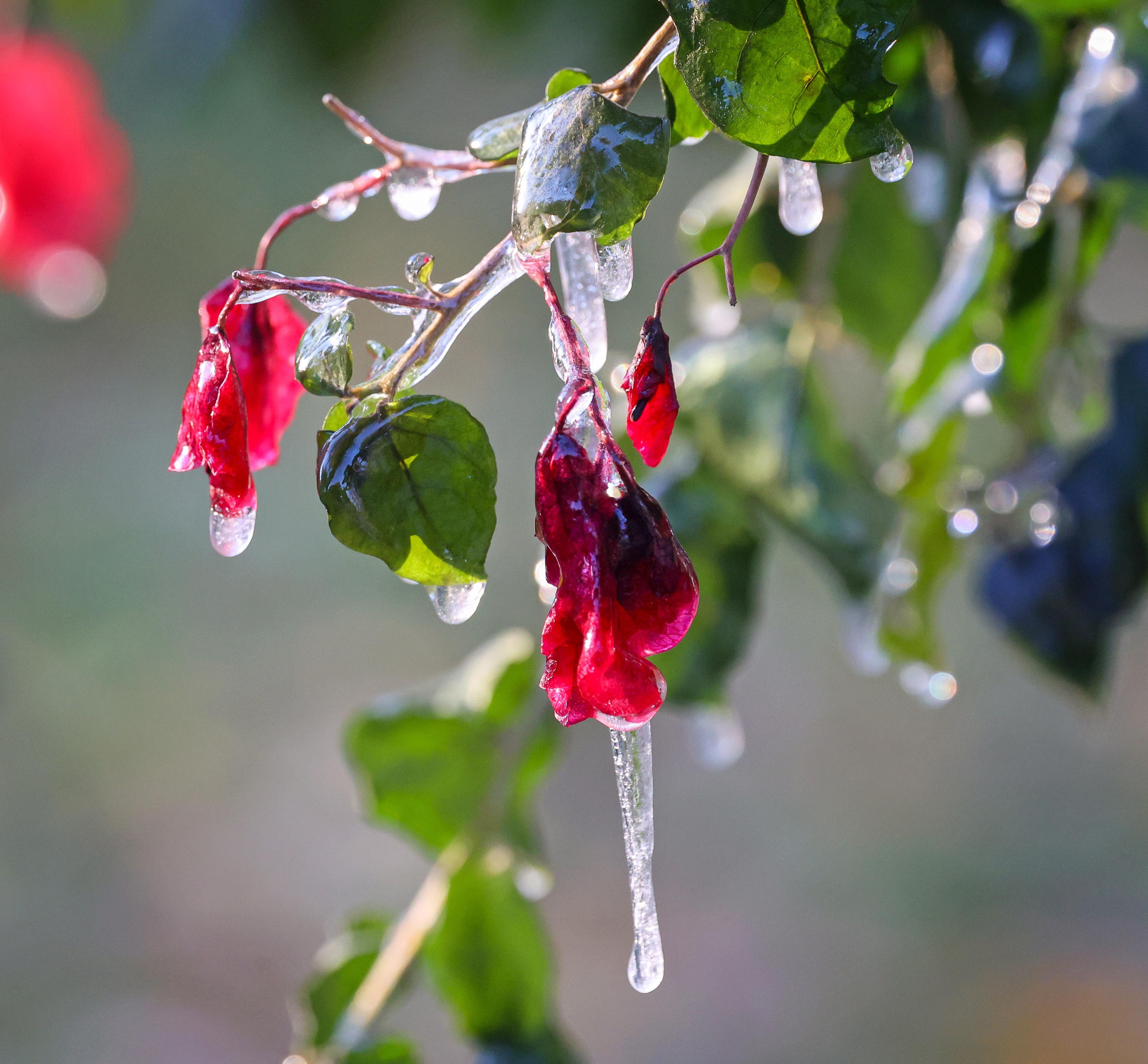 Icicles hang off freeze-damaged bougainvillea blossoms in Maitland, Fla., early...