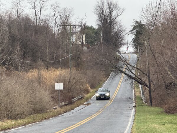 car under fallen tree held up by powerlines