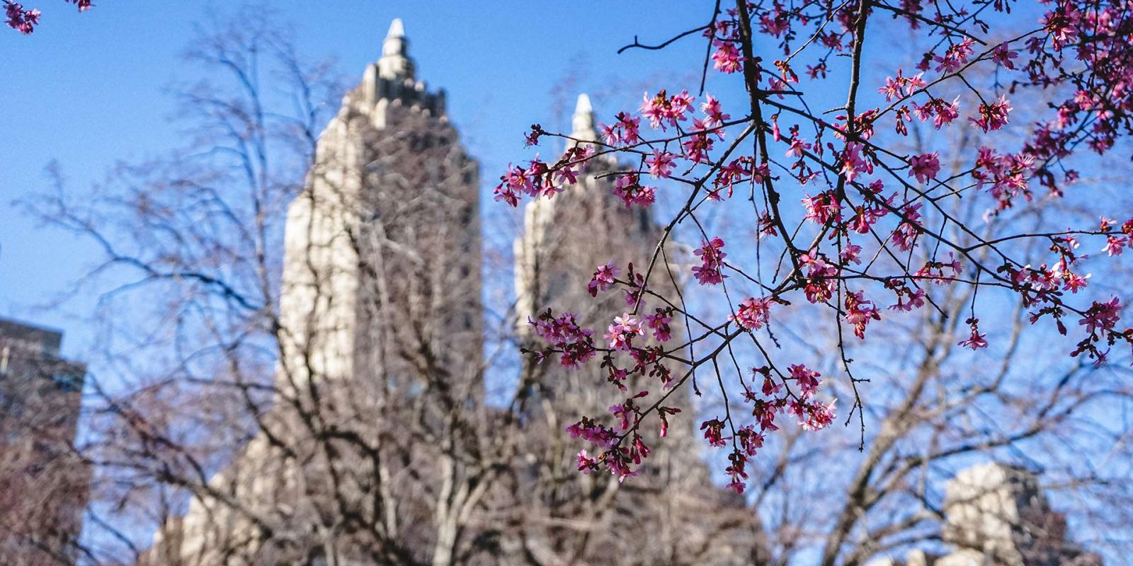 Spring in New York City