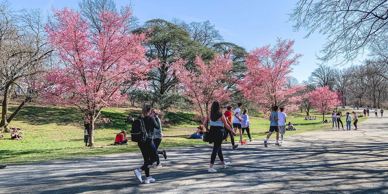 Central Park in NYC during springtime