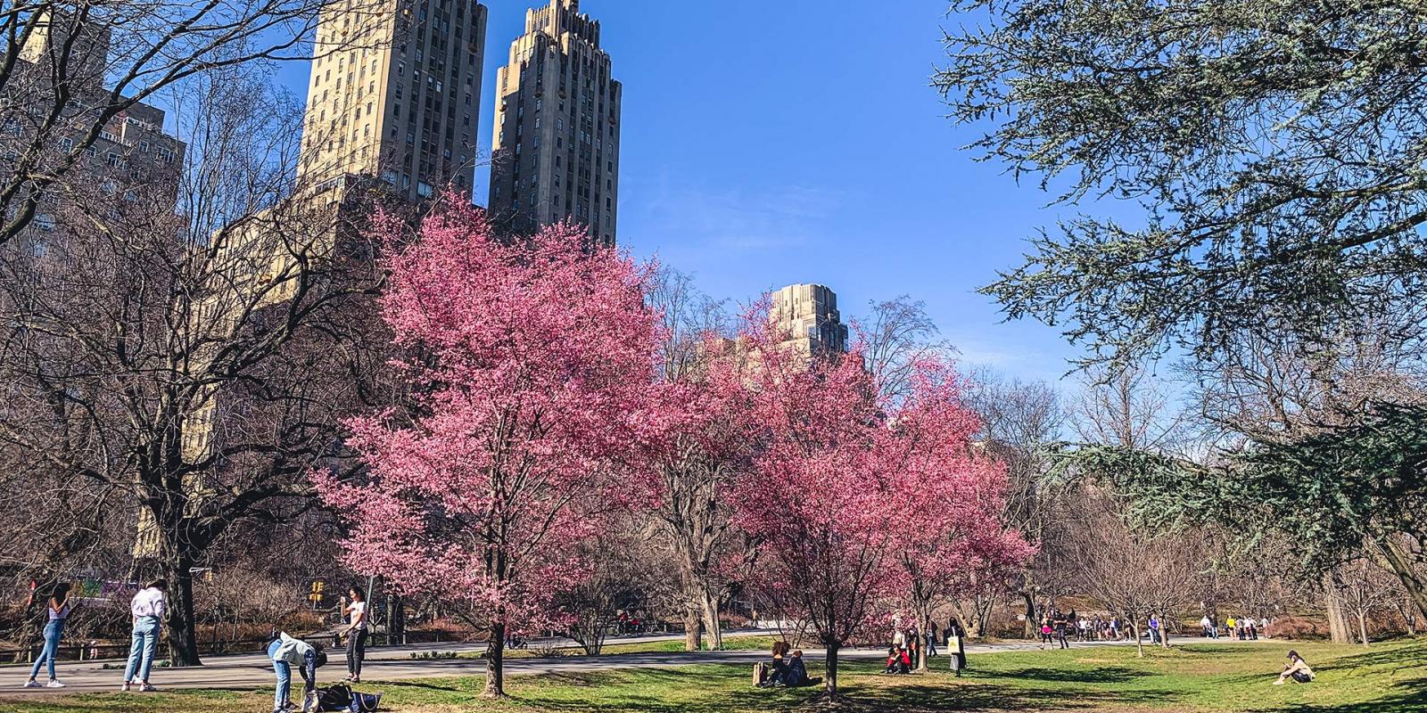 Spring in NYC