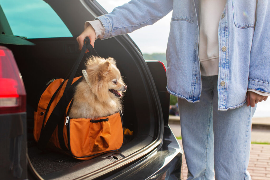 Dog in a pet carrier in the trunk of a car
