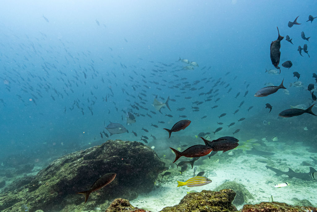 ECUADOR-ENVIRONMENT-GALAPAGOS-FISHING-OCEANS