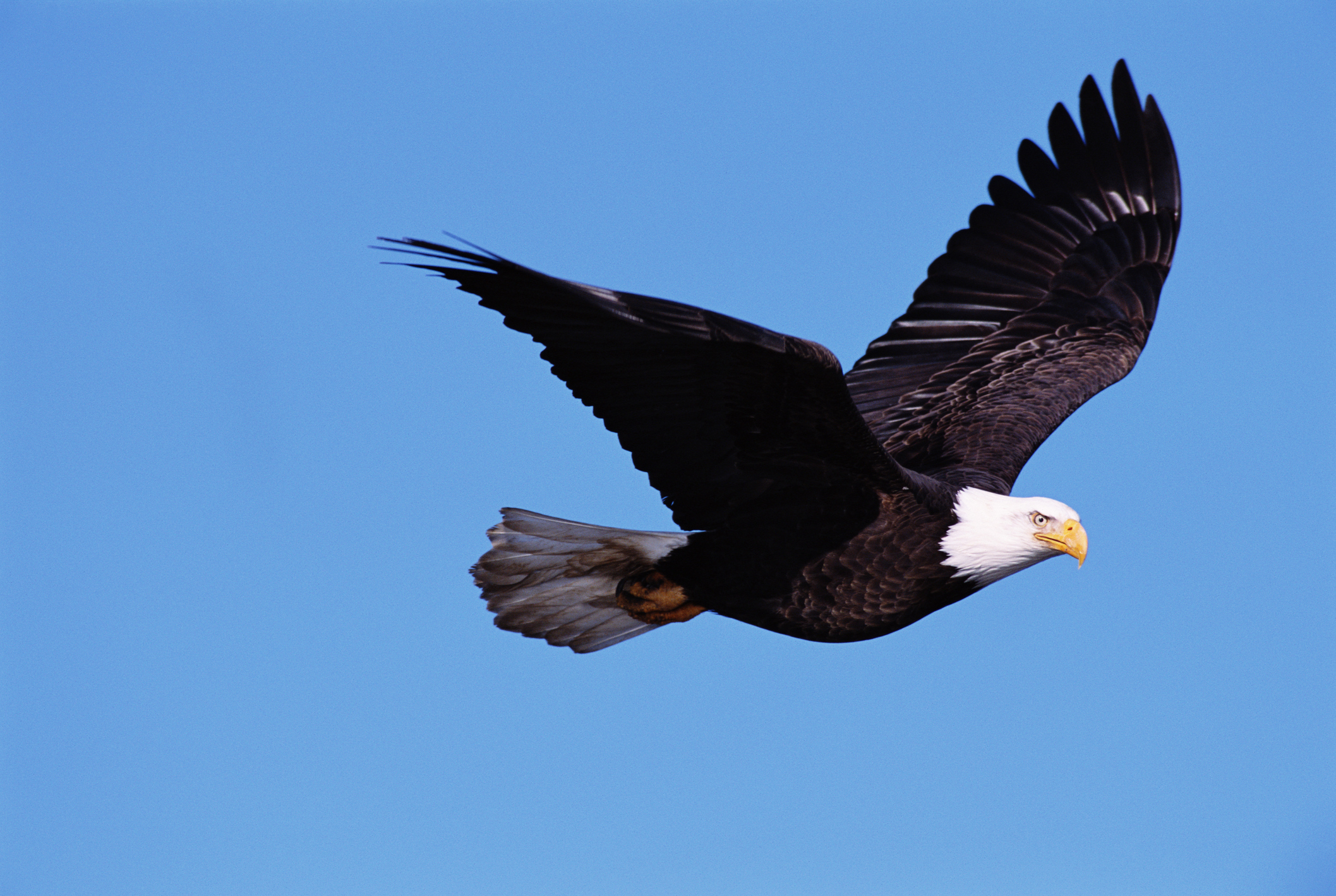 Bald eagle (Haliaeetus leucocephalus) in flight, side view
