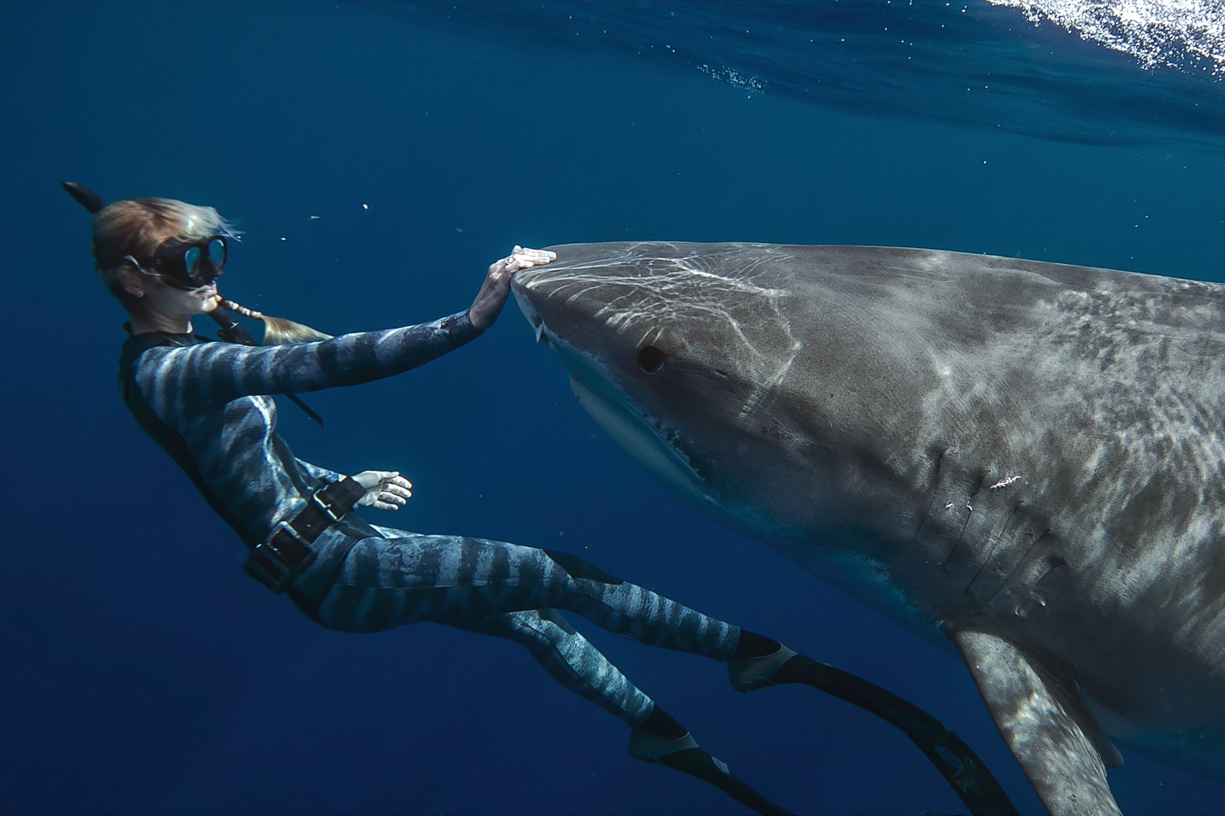 Shark Whisperer