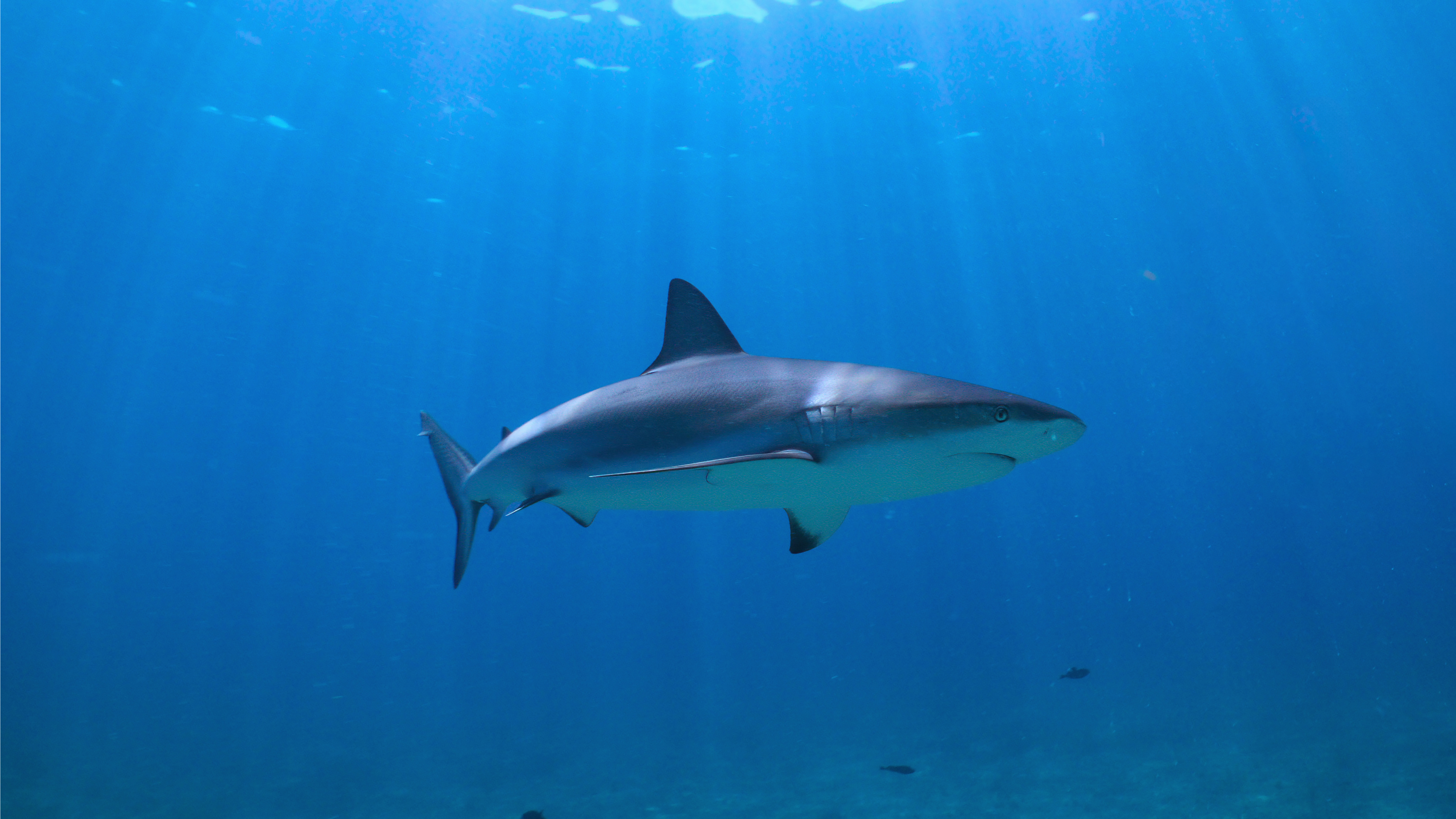 ALL THE SHARKS (2025) on Netflix