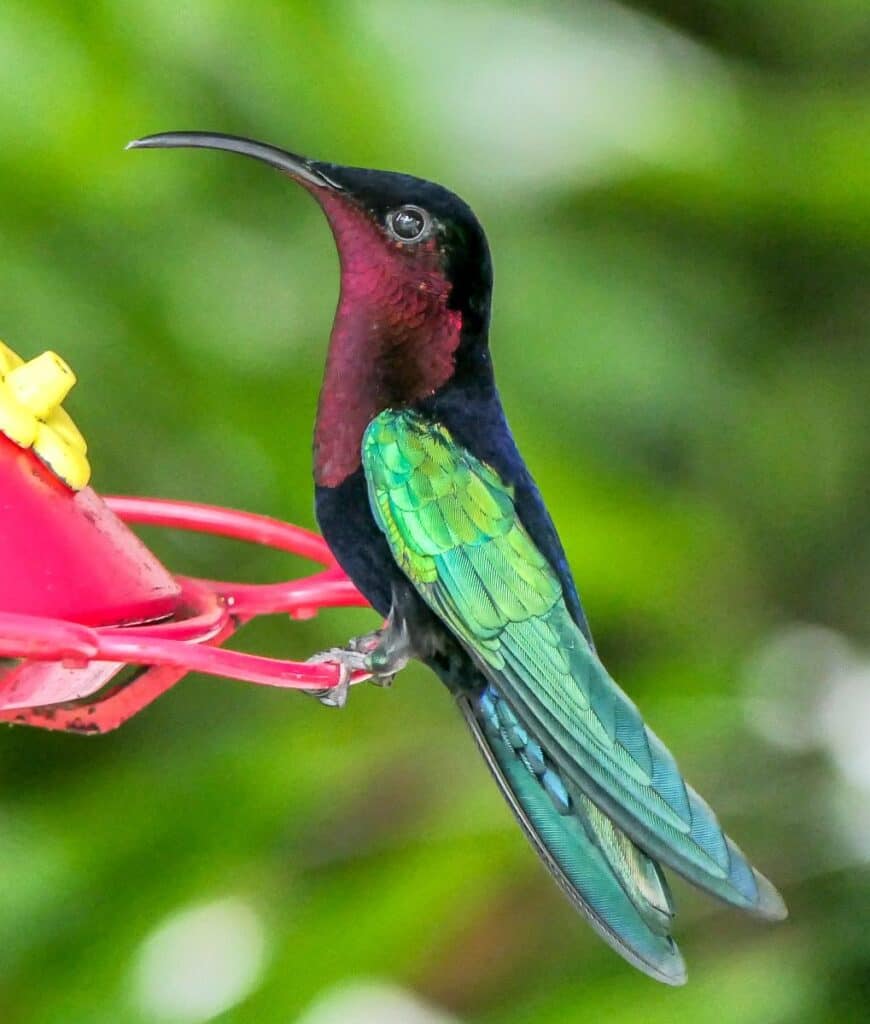 Purple throated carib