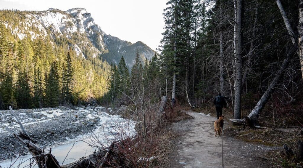 A man and dog walking the icy Heart Creek Trail in the shade