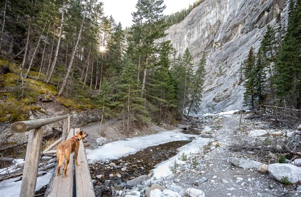 Canyon scenery along teh Heart Creek trail near Canmore