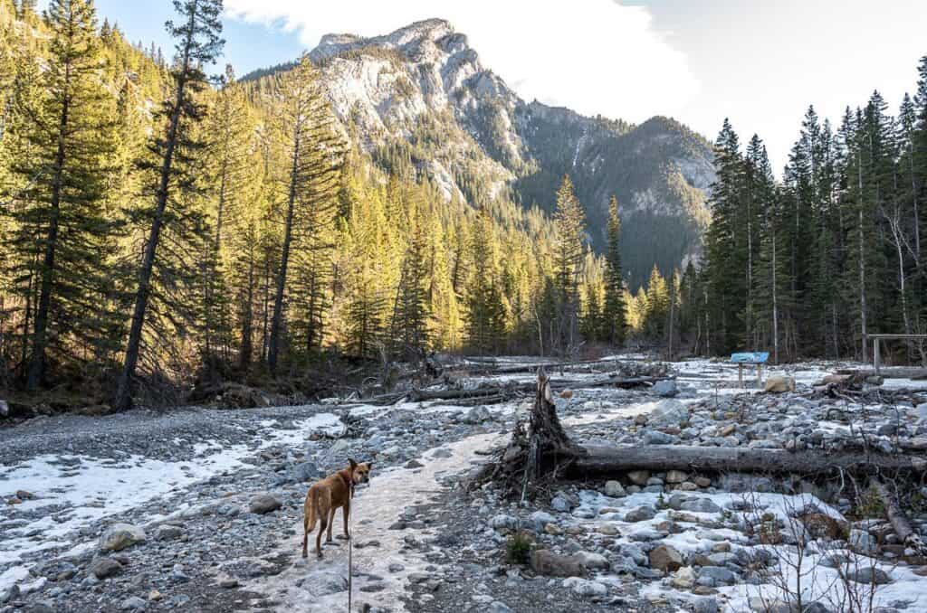 Coming up to the first bridge on the Heart Creek Trail