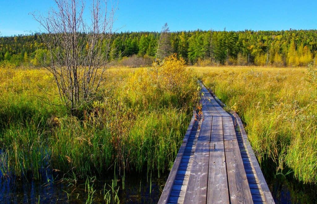 What a treat to be on boardwalks on the final stretch to Hattie Cove