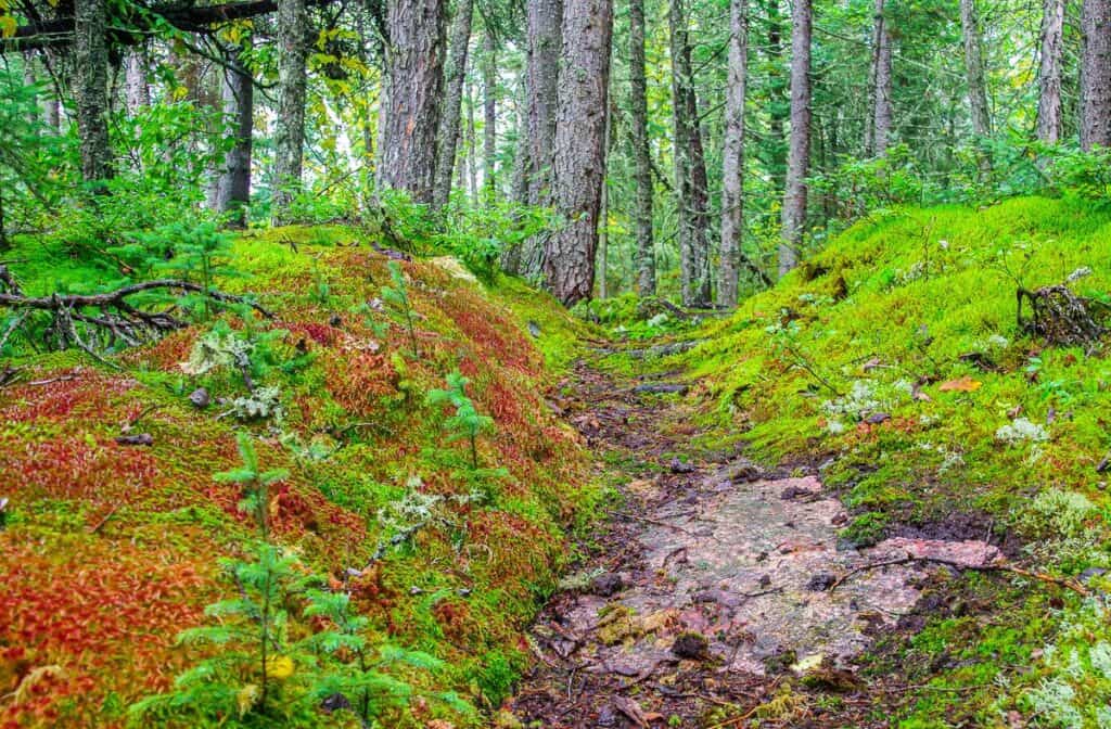 Mossy trails in Pukaskwa National Park