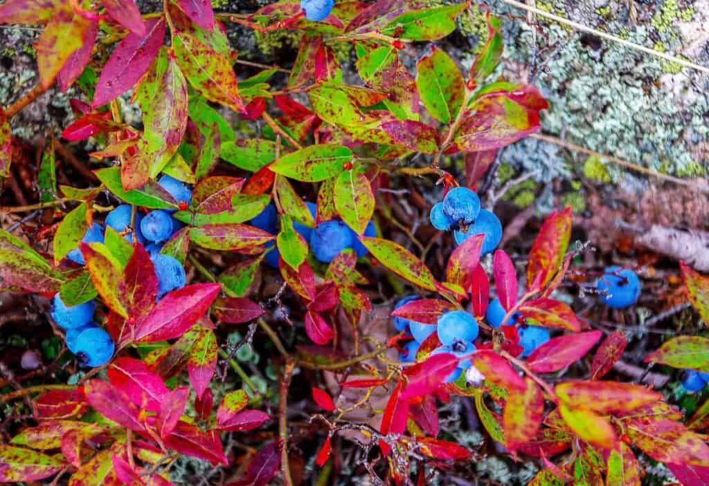 Big fat wild blueberries near Morrison Harbour