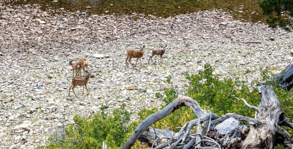 We saw lots of mule deer in Great Basin National Park