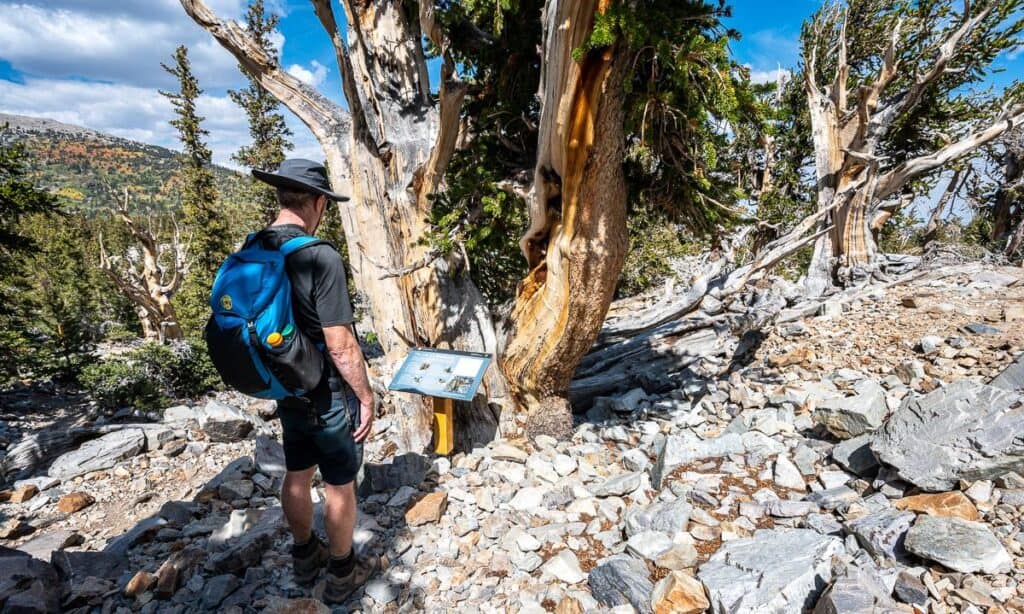 Reading information about bristlecone pines