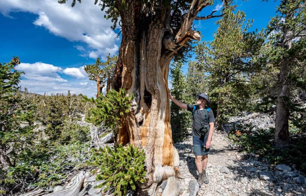 John admiring one of the beautiful bristlecone pine trees in Great Basin National Park