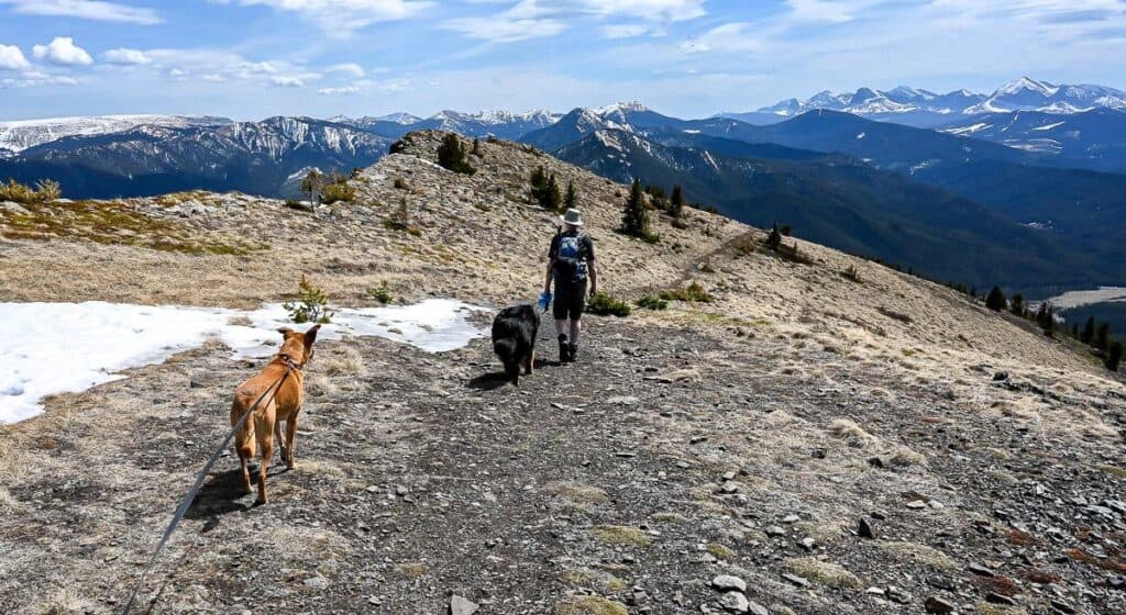 Hiking with dogs along Raspberry Ridge in spring