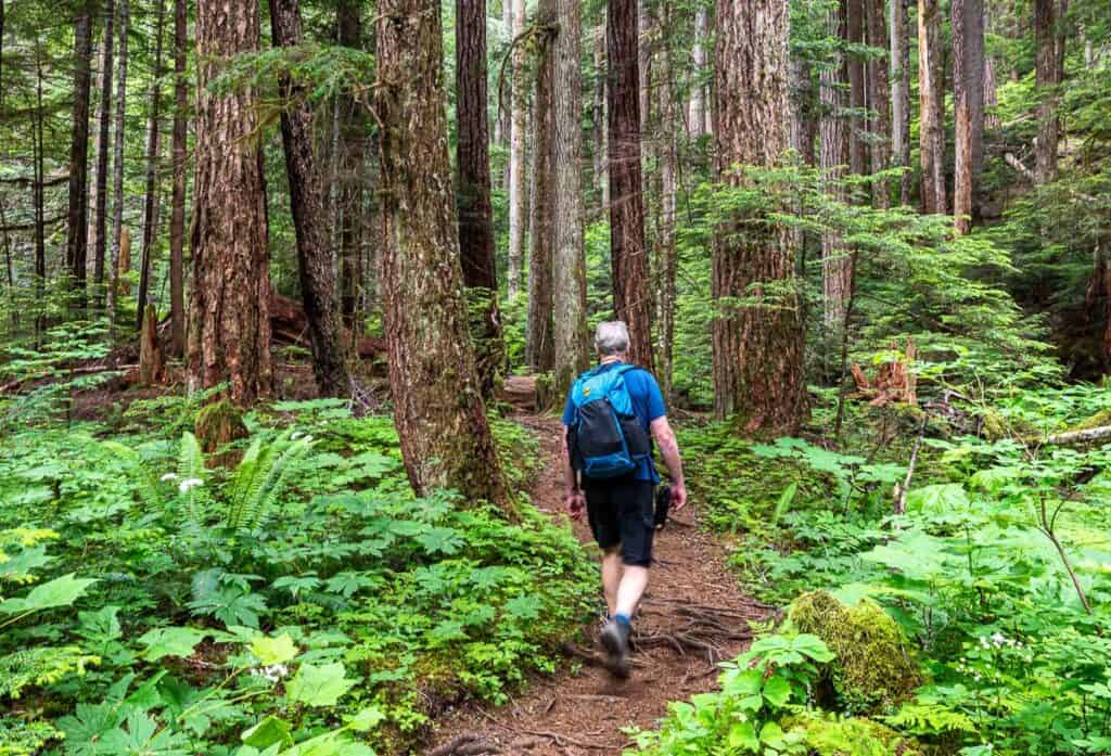 Pleasant walking through both second growth and old growth forest