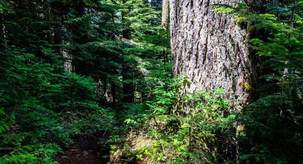 One of the biggest trees we saw along the Elk River Trail on the Landslide Lake hike