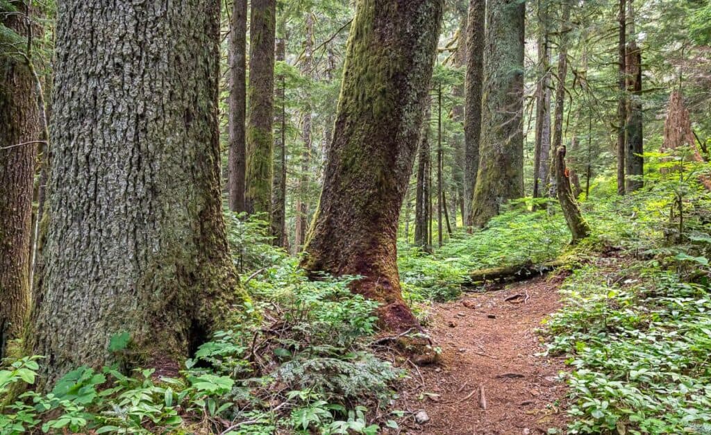 Marvelous big trees after the bridge over Butterwort Creek