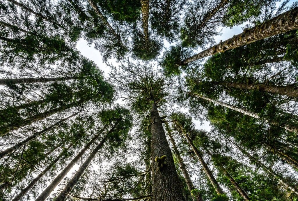 Take the time to look up at the trees