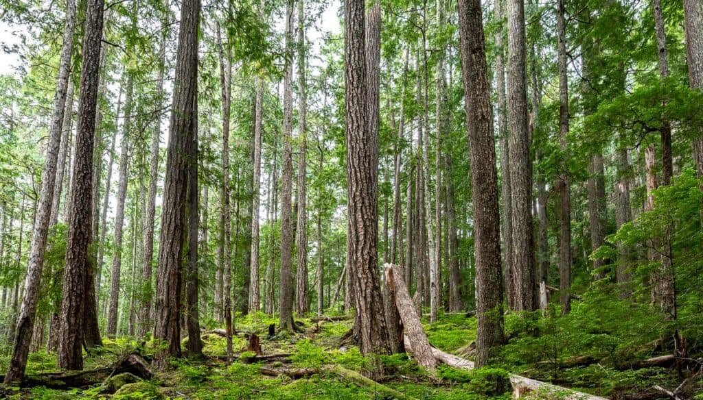 Beautiful woods on the start of the hike to Landslide Lake