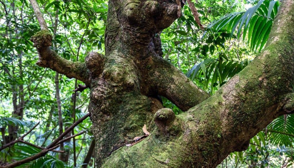 A gnarly big tree in St. Kitt's tropical rainforest