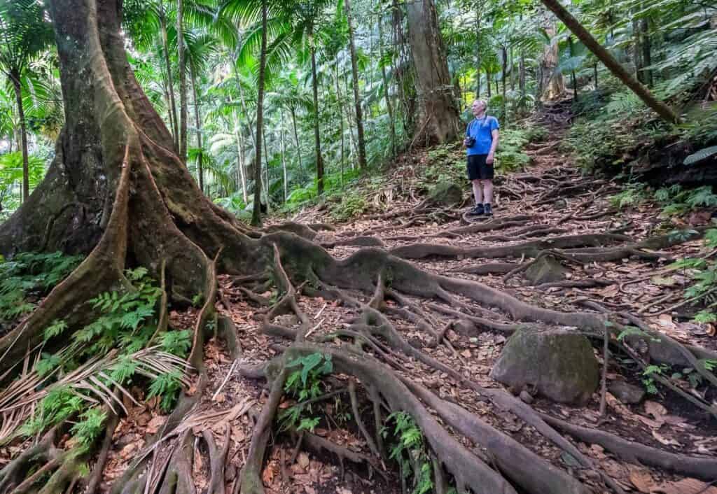 Roots galore on the Mount Liamuiga hike