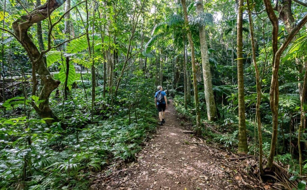 Starting the hike up Mount Liamuiga via one of the few flat sections of trail