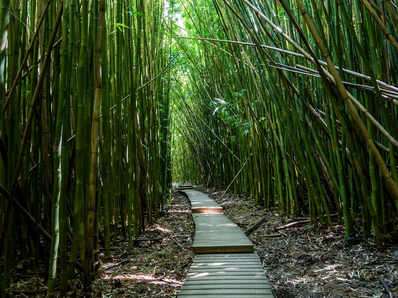 Kipahulu District | Road To Hana