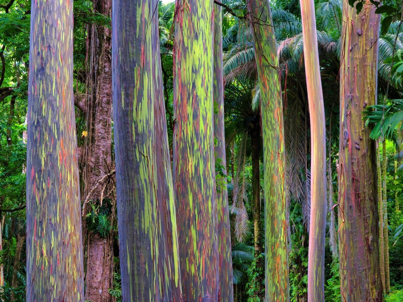 Rainbow Eucalyptus Trees | Road To Hana