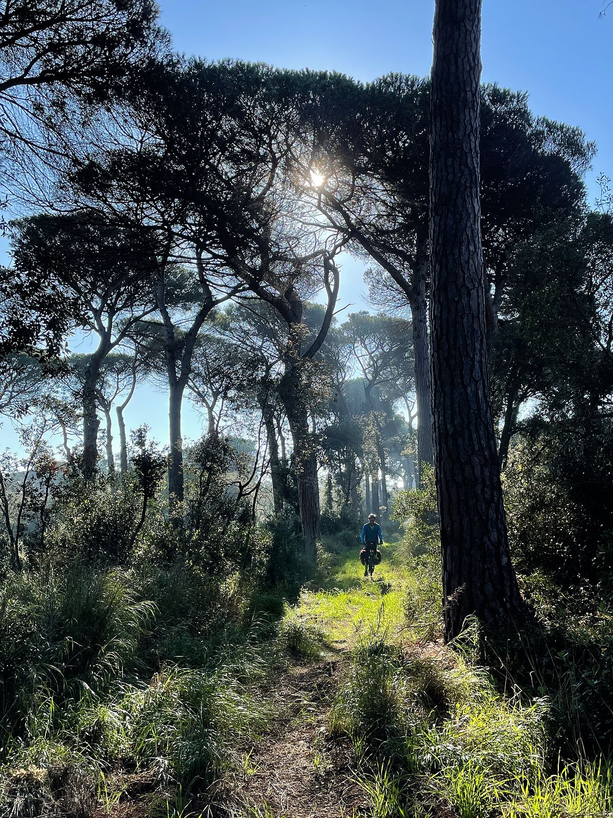 Cycling Pine Forest of Castel Fusano outside Rome