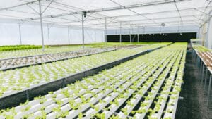 Growers who search for the best water-soluble fertilizer companies usually have a pretty down-to-earth goal: they want a nutrient program that behaves predictably when the crop and the system have zero patience for mistakes.